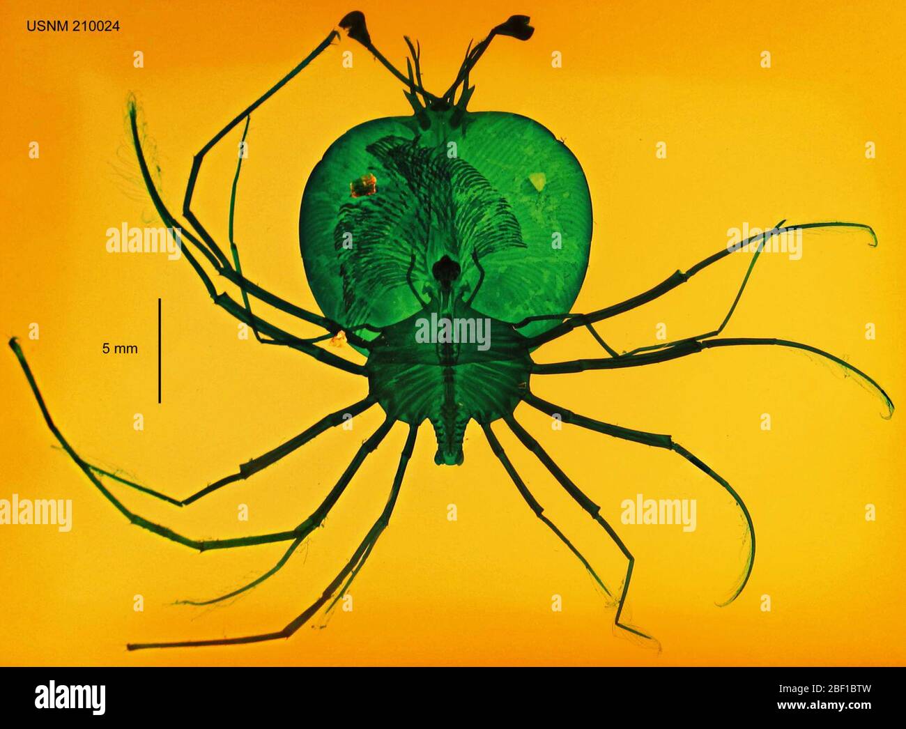 Evibacus princeps. Scripps Institution of Oceanography Bibliothek Archiv über M.J. Johnson Phyllosoma Collection: Die Exemplare wurden mit schnellem Grün gefärbt und sind meist in Canada Balsam, Harleco Kunstharz oder Diatex montiert.20 Oct 20145708-145-G1003 Stockfoto