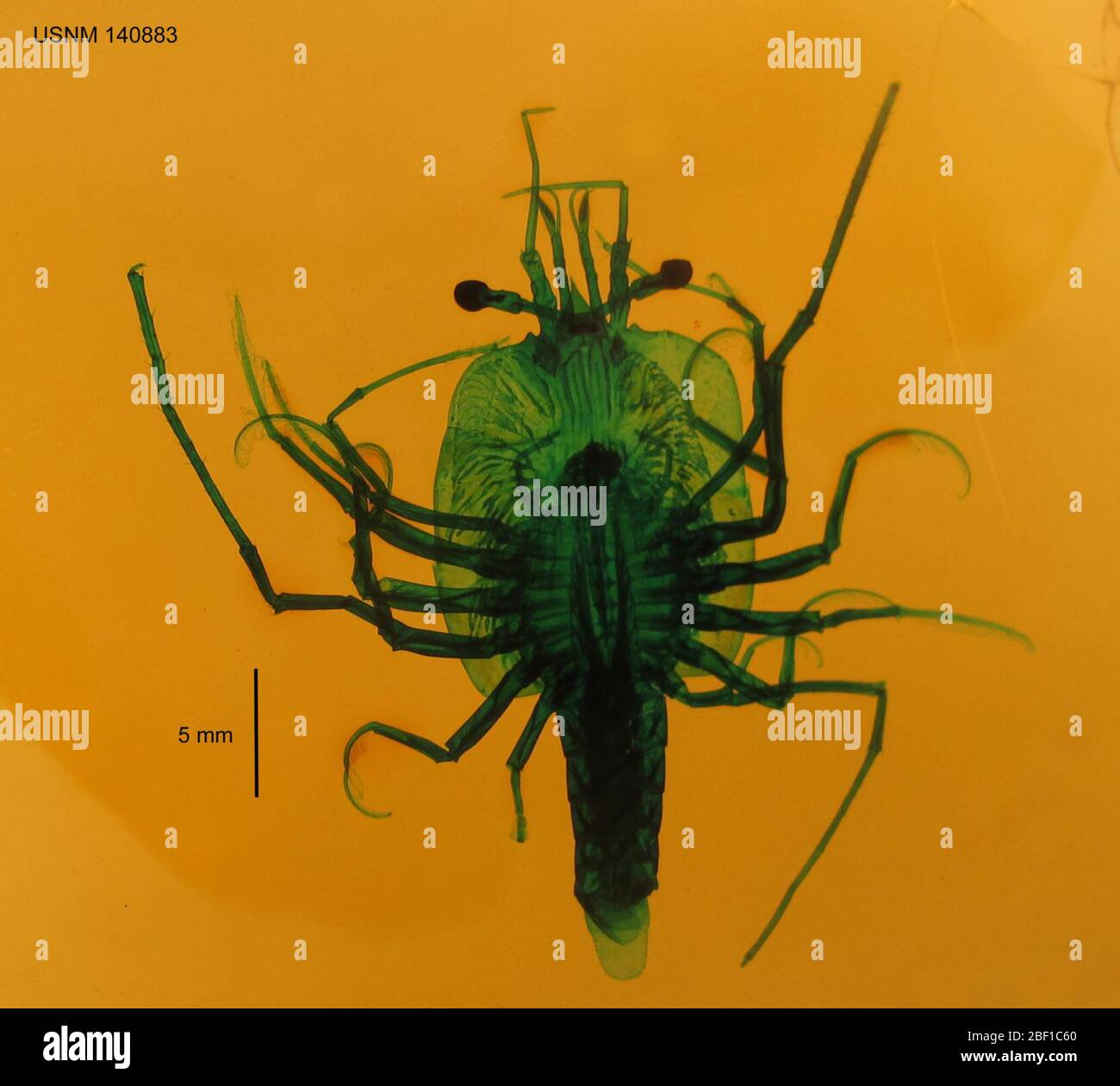 Palinurellus wieneckii. Scripps Institution of Oceanography Bibliothek Archiv über M.J. Johnson Phyllosoma Collection: Die Exemplare wurden mit schnellem Grün gefärbt und sind meist in Canada Balsam, Harleco Kunstharz oder Diatex montiert.20 Oct 201431 Stockfoto