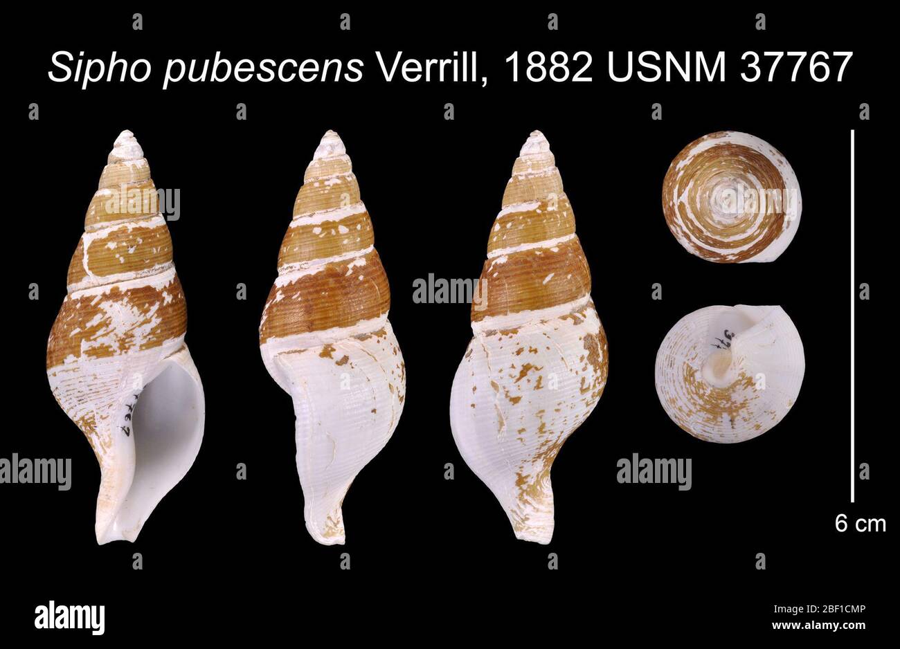 Sipho pubescens. 23. Oktober 20188933 Stockfoto