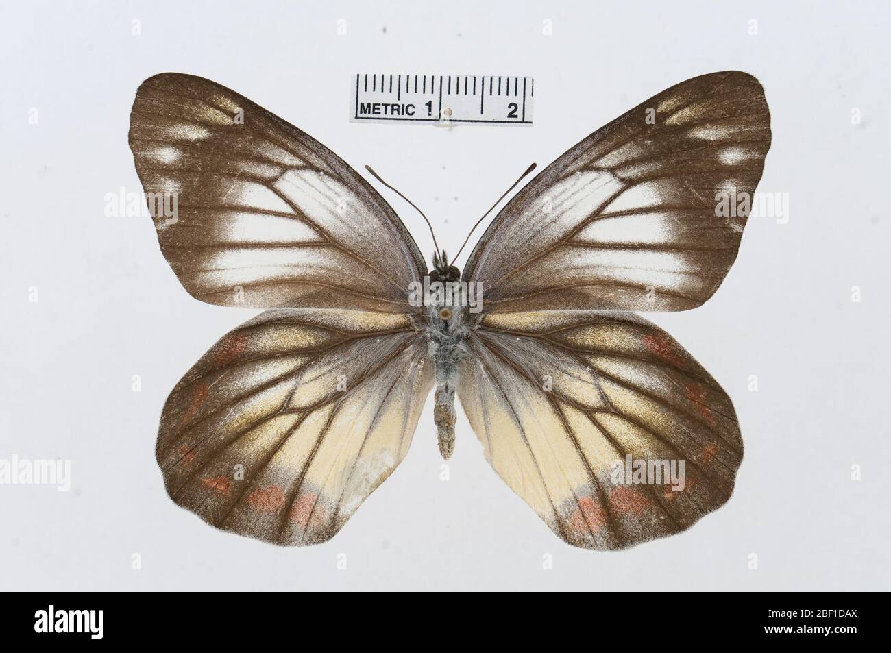 Delias rosenbergi. Juli 20161, 14 Stockfoto