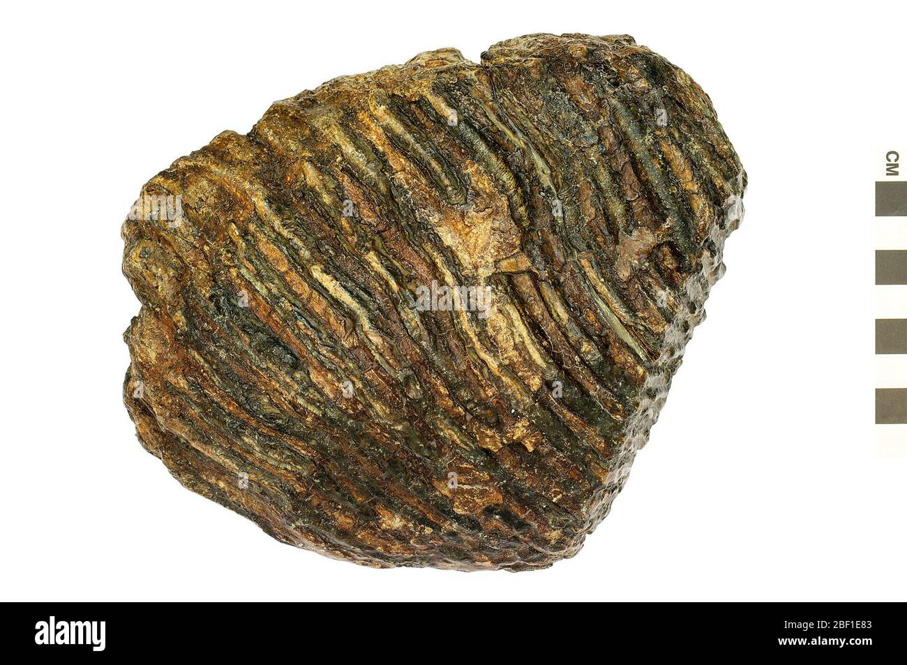 Mammut. Dieses Objekt ist Teil der Sammlung Bildung und Öffentlichkeitsarbeit, von denen einige im Q?rius Science Education Center sind und zu sehen sind.Cenozoikum - Quartär - PleistozäneMammut Cheek Tooth114 Jan 2020 Stockfoto