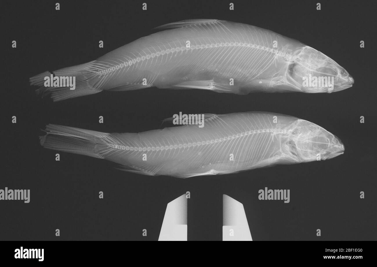 Pogonichthys argyreiosus. Pharyngealknochen #2748 2 Bögen, 2 alch. Specs. Typstatus bestätigt durch c. r. gilbert, 1985. 002 Exemplare, die zuvor in der Hauptliste aufgeführt waren.Pharyngealzähne, 2 Bögen, in der Sammlung OsteoPharyngealkiefer, 2 Stück; in der Sammlung Osteo11. Apr 20174 Stockfoto