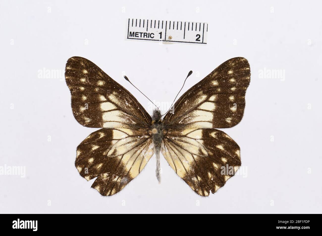 Catasticta frontina. Juli 20161, 14 Stockfoto