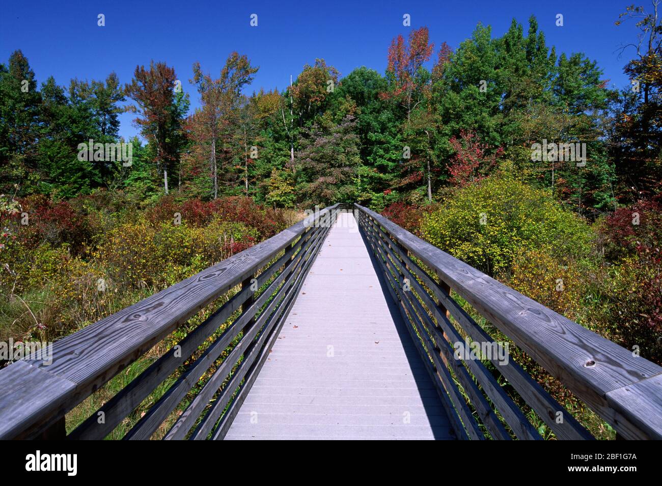 Promenade im Wildlife Observation Area, Great Swamp National Wildlife Refuge, New Jersey Stockfoto