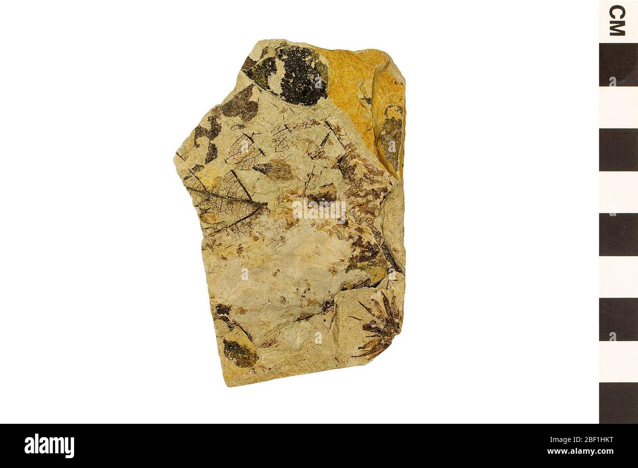 Platane. Dieses Objekt ist Teil der Sammlung Bildung und Öffentlichkeitsarbeit, von denen einige im Q?rius Science Education Center sind und zu sehen sind.Cenozoikum - Paläogene - Paläozene114 Jan 2020Paskapoo Stockfoto