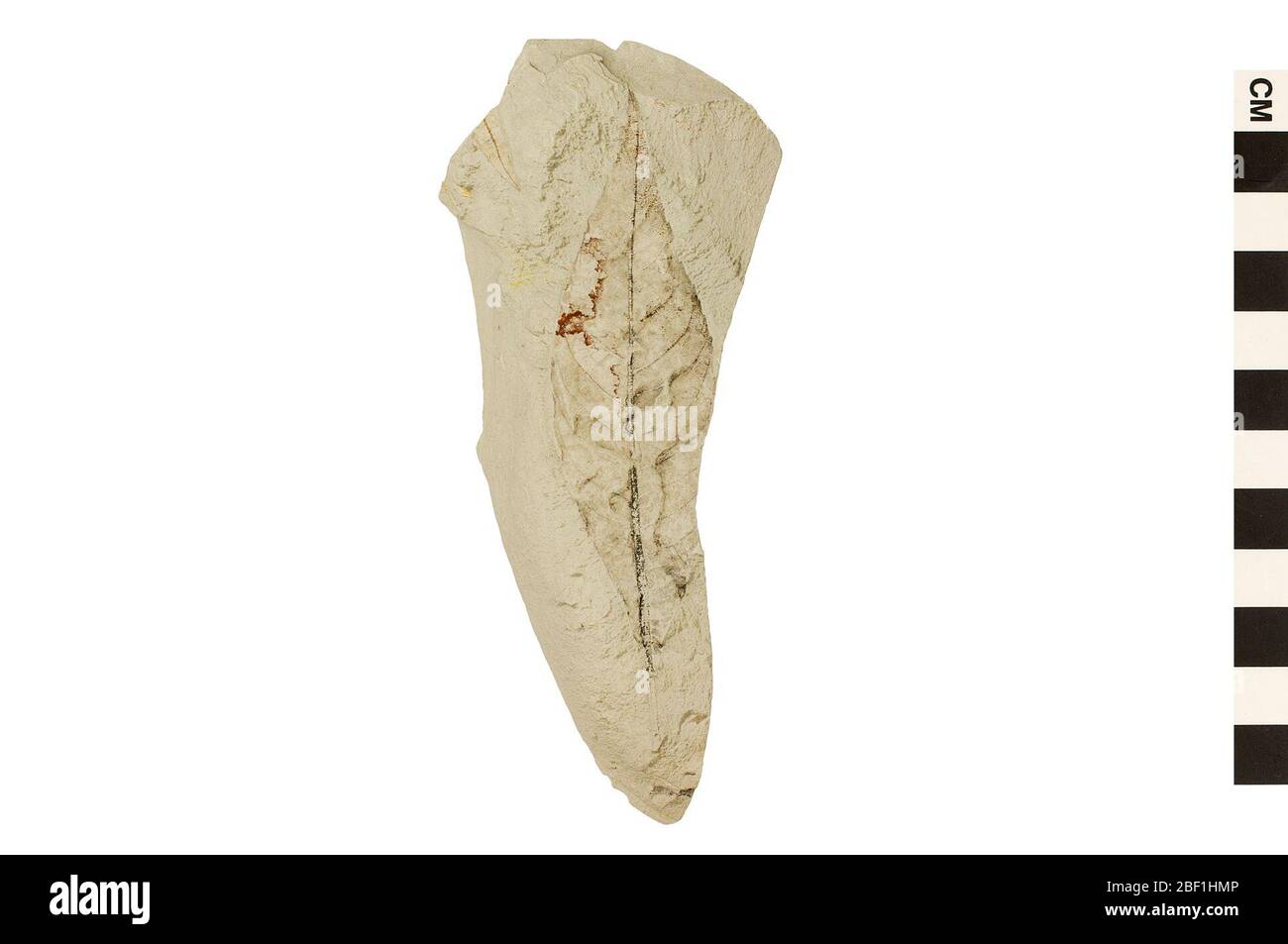 Fossile Pflanze. Dieses Objekt ist Teil der Sammlung Bildung und Öffentlichkeitsarbeit, von denen einige im Q?rius Science Education Center sind und zu sehen sind.Cenozoic - Paläogene - Eozene114 Jan 2020Golden Valley Stockfoto