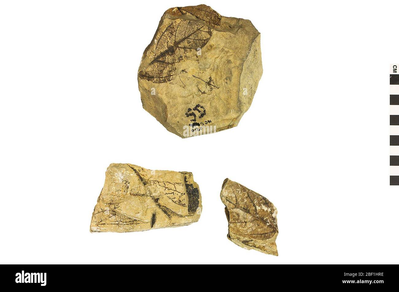 Fossile Blühanlage. Dieses Objekt ist Teil der Sammlung Bildung und Öffentlichkeitsarbeit, von denen einige im Q?rius Science Education Center sind und zu sehen sind.Cenozoic - Paläogene - Paläozene314 Jan 2020Fort Union Stockfoto