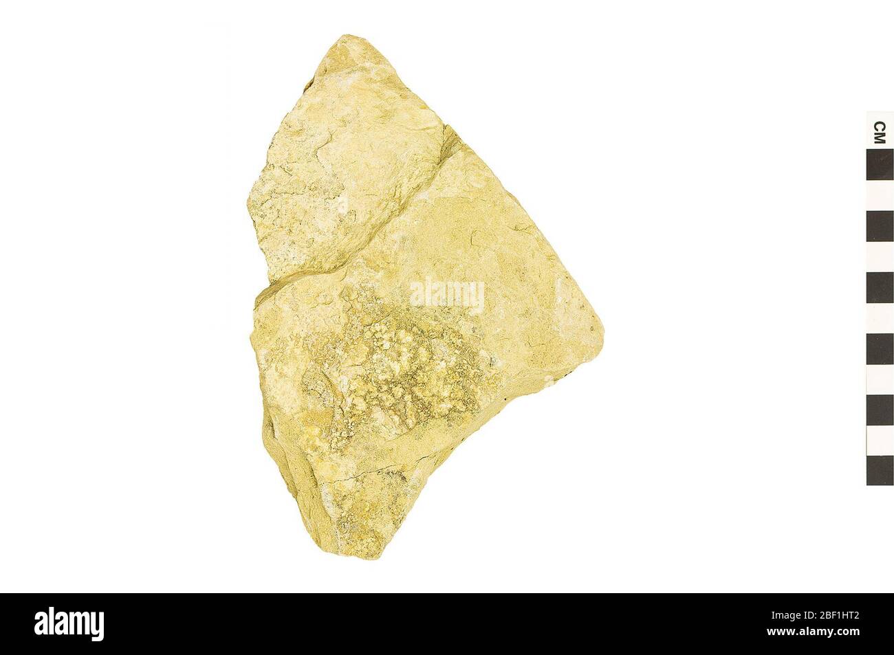 Dawn Redwood Dieses Objekt ist Teil der Sammlung Bildung und Öffentlichkeitsarbeit, von denen einige im Q?rius Science Education Center sind und zu sehen sind.Cenozoic - Paläogene - Paläozene114 Jan 2020Fort Union Stockfoto