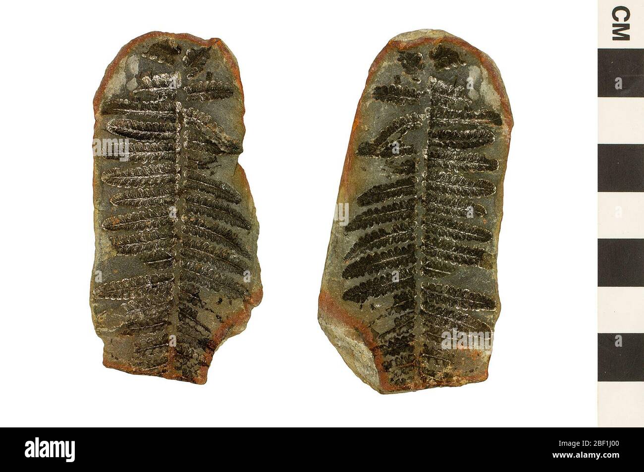 Fossile Baumfarne. Dieses Objekt ist Teil der Sammlung Bildung und Öffentlichkeitsarbeit, von denen einige im Q?rius Science Education Center sind und zu sehen sind.Paläozoikum - Karbon - Upper/Late214 Jan 2020Carbondale Stockfoto