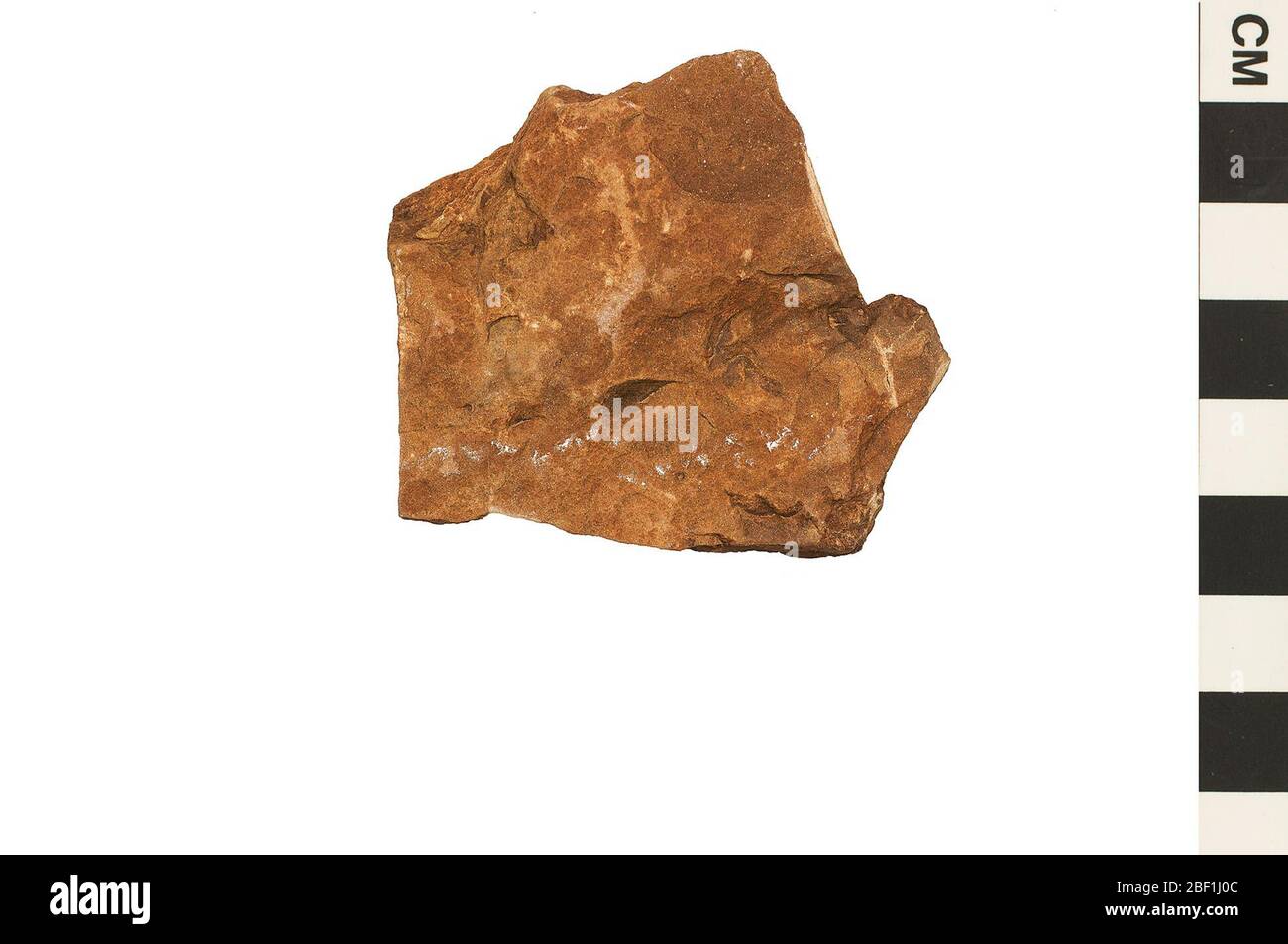 Schachtelhalme. Dieses Objekt ist Teil der Sammlung Bildung und Öffentlichkeitsarbeit, von denen einige im Q?rius Science Education Center sind und zu sehen sind.Paläozoikum - Permian114 Jan 2020 Stockfoto