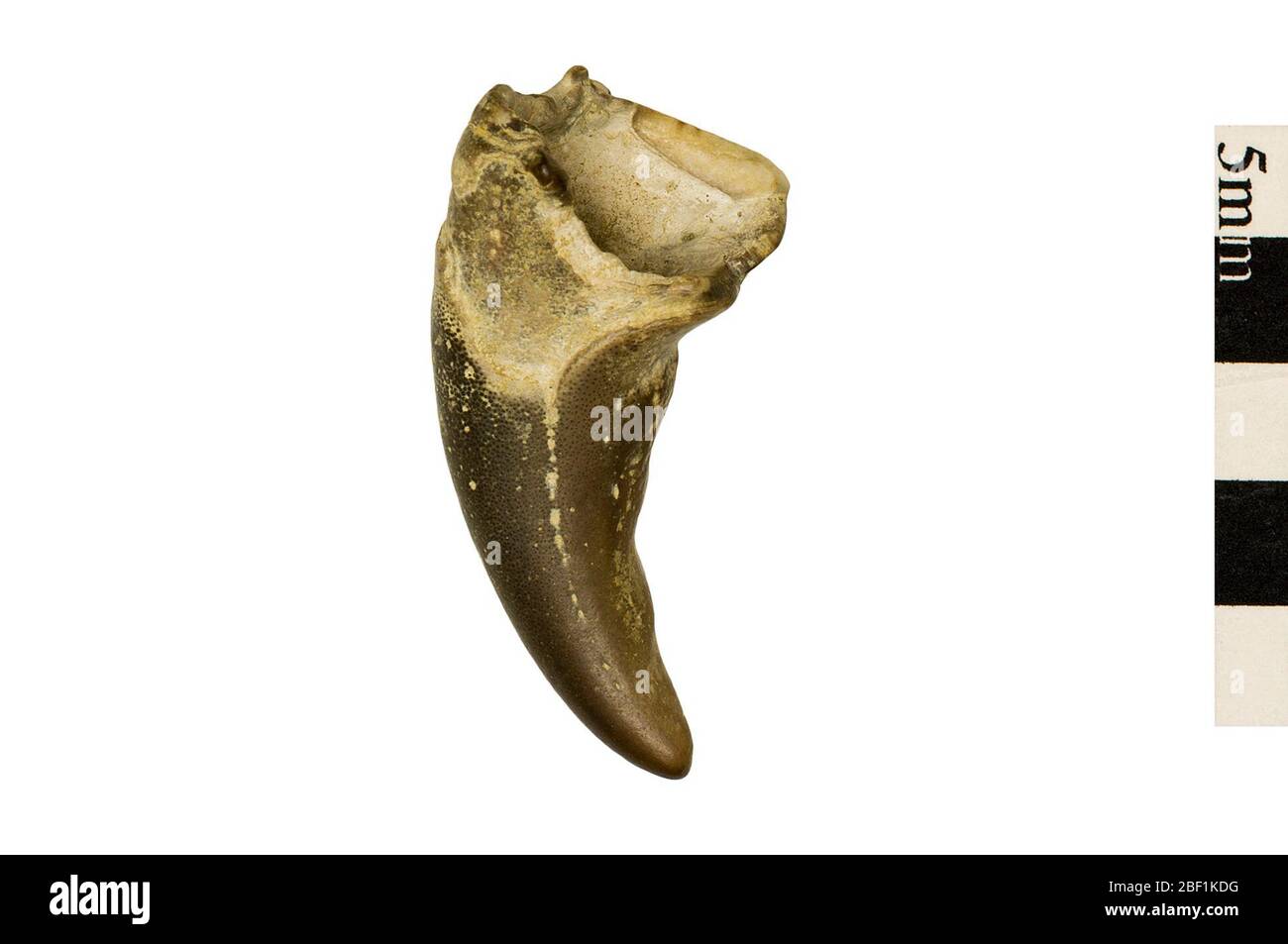 Krabbe. Dieses Objekt ist Teil der Sammlung Bildung und Öffentlichkeitsarbeit, von denen einige im Q?rius Science Education Center sind und zu sehen sind.Cenozoic - Neogene - Miocene114 Jan 2020Choptank Stockfoto