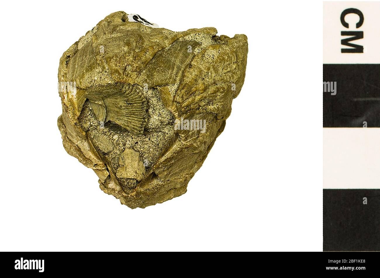 Barnacle Barnacle. Dieses Objekt ist Teil der Sammlung Bildung und Öffentlichkeitsarbeit, von denen einige im Q?rius Science Education Center sind und zu sehen sind.Cenozoic - Neogene - Pliocene114 Jan 2020Yorktown Stockfoto