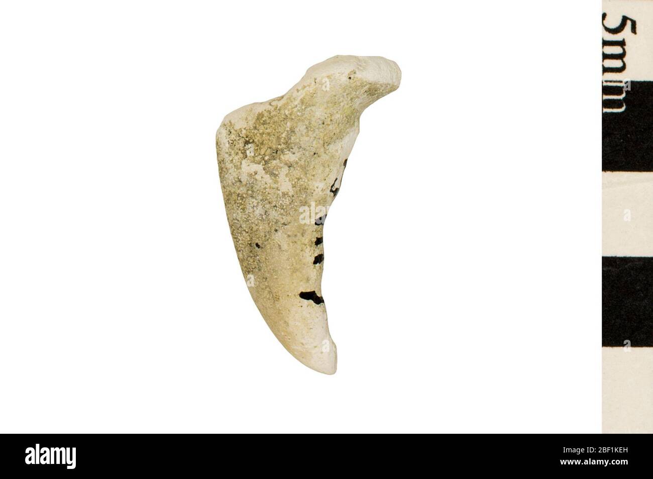 Krabbe. Dieses Objekt ist Teil der Sammlung Bildung und Öffentlichkeitsarbeit, von denen einige im Q?rius Science Education Center sind und zu sehen sind.Cenozoic - Neogene - Pliocene114 Jan 2020Yorktown Stockfoto