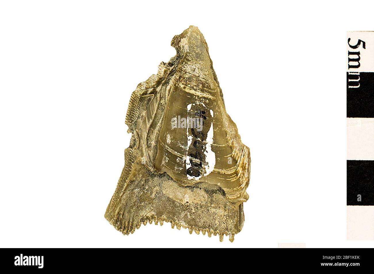 Barnacle Barnacle. Dieses Objekt ist Teil der Sammlung Bildung und Öffentlichkeitsarbeit, von denen einige im Q?rius Science Education Center sind und zu sehen sind.Cenozoic - Neogene - Miocene1514 Jan 2020St. Mary's Stockfoto