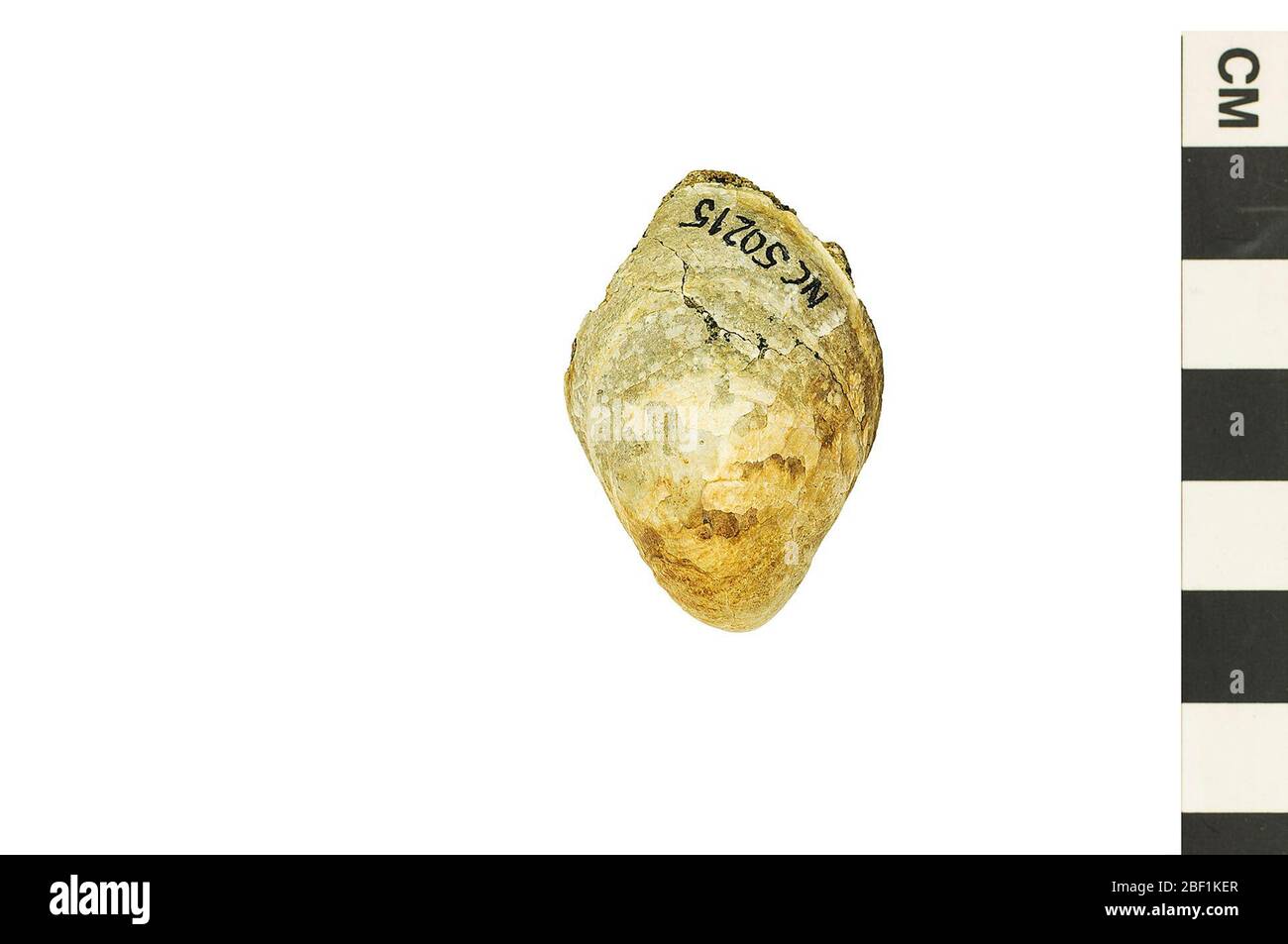 Brachiopod. Dieses Objekt ist Teil der Sammlung Bildung und Öffentlichkeitsarbeit, von denen einige im Q?rius Science Education Center sind und zu sehen.Cenozoic - Paläogene - Eocene214 Jan 2020Hornerstown Marl Stockfoto