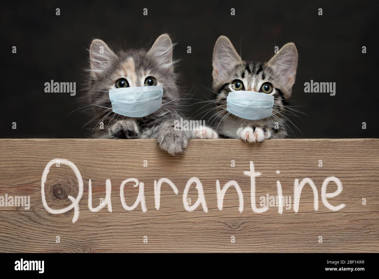 Zwei Kätzchen in schützenden medizinischen Masken halten ihre Pfoten auf einem Holzbrett mit der Aufschrift Quarantäne. Schutz und Einhalt der Ausbreitung von coron Stockfoto