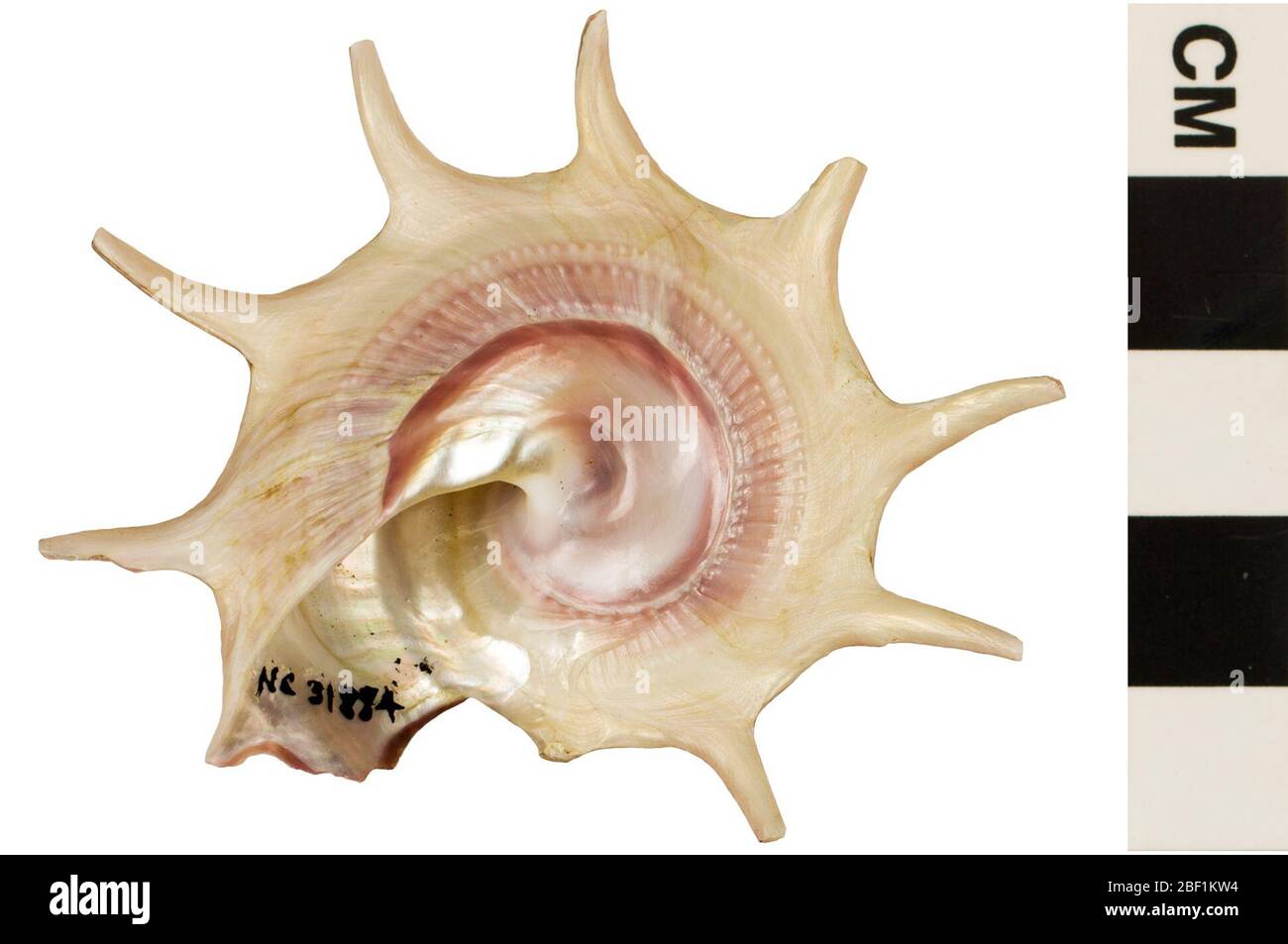 Triumphstern Turban. Dieses Objekt ist Teil der Sammlung Bildung und Öffentlichkeitsarbeit, von denen einige im Wissenschaftsbildungszentrum Q?rius zu sehen sind.114 Jan 2020 Stockfoto