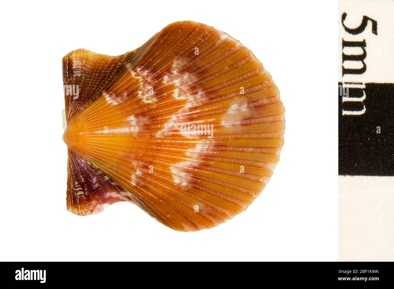 Pacific Callico Scallop Bay Scallop Rundskallop. Dieses Objekt ist Teil der Sammlung Bildung und Öffentlichkeitsarbeit, von denen einige im Wissenschaftsbildungszentrum Q?rius zu sehen sind.214 Jan 2020 Stockfoto