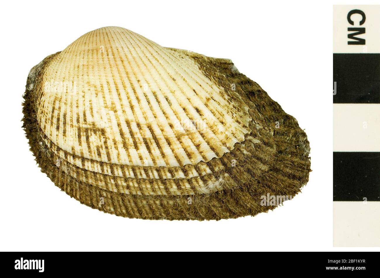 Ark Clam Scapha Ark Scapha Arc. Dieses Objekt ist Teil der Sammlung Bildung und Öffentlichkeitsarbeit, von denen einige im Wissenschaftsbildungszentrum Q?rius zu sehen sind.414 Jan 2020 Stockfoto
