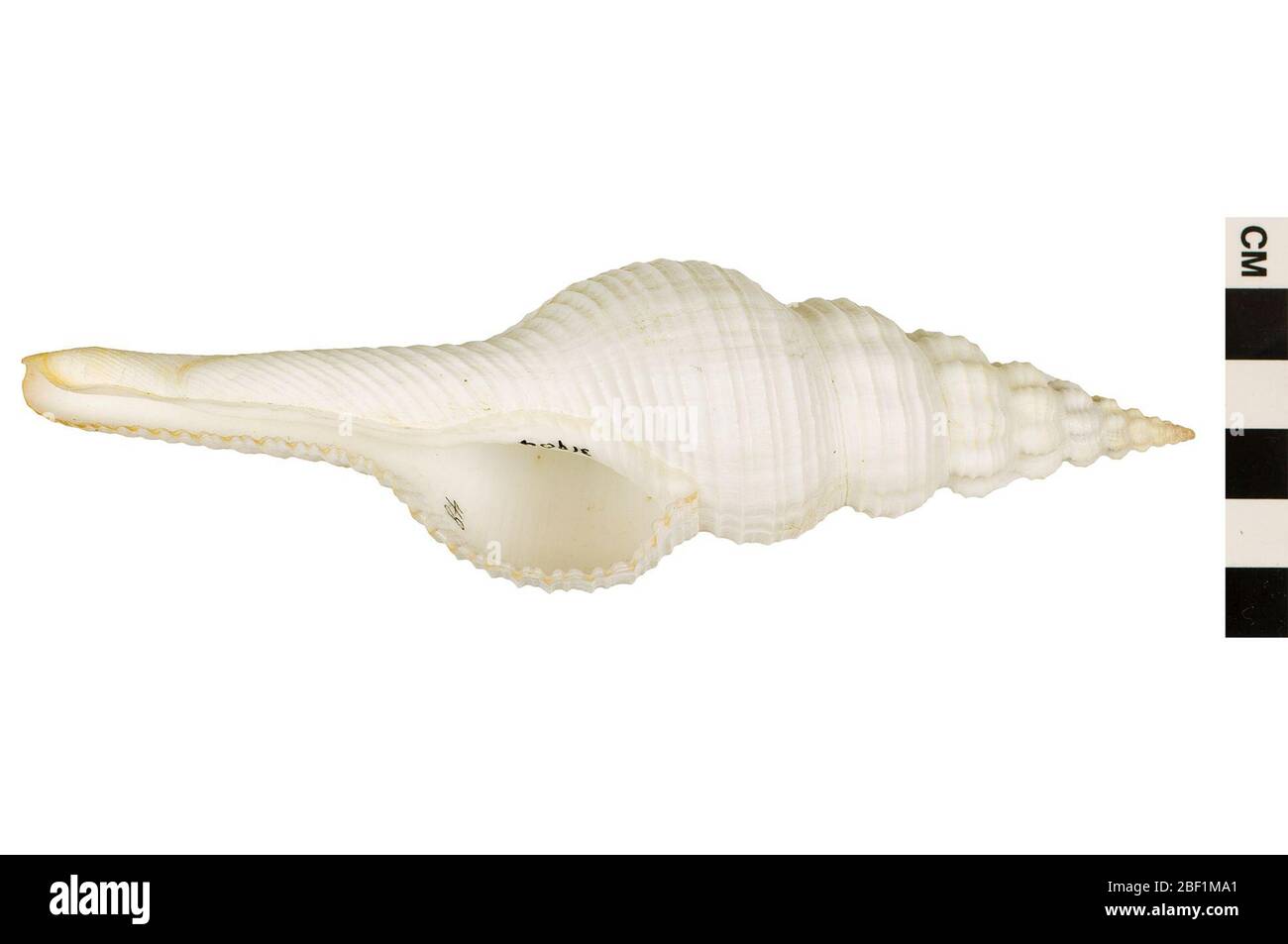 Spindel Mit Spindel. Dieses Objekt ist Teil der Sammlung Bildung und Öffentlichkeitsarbeit, von denen einige im Wissenschaftsbildungszentrum Q?rius zu sehen sind.114 Jan 2020 Stockfoto