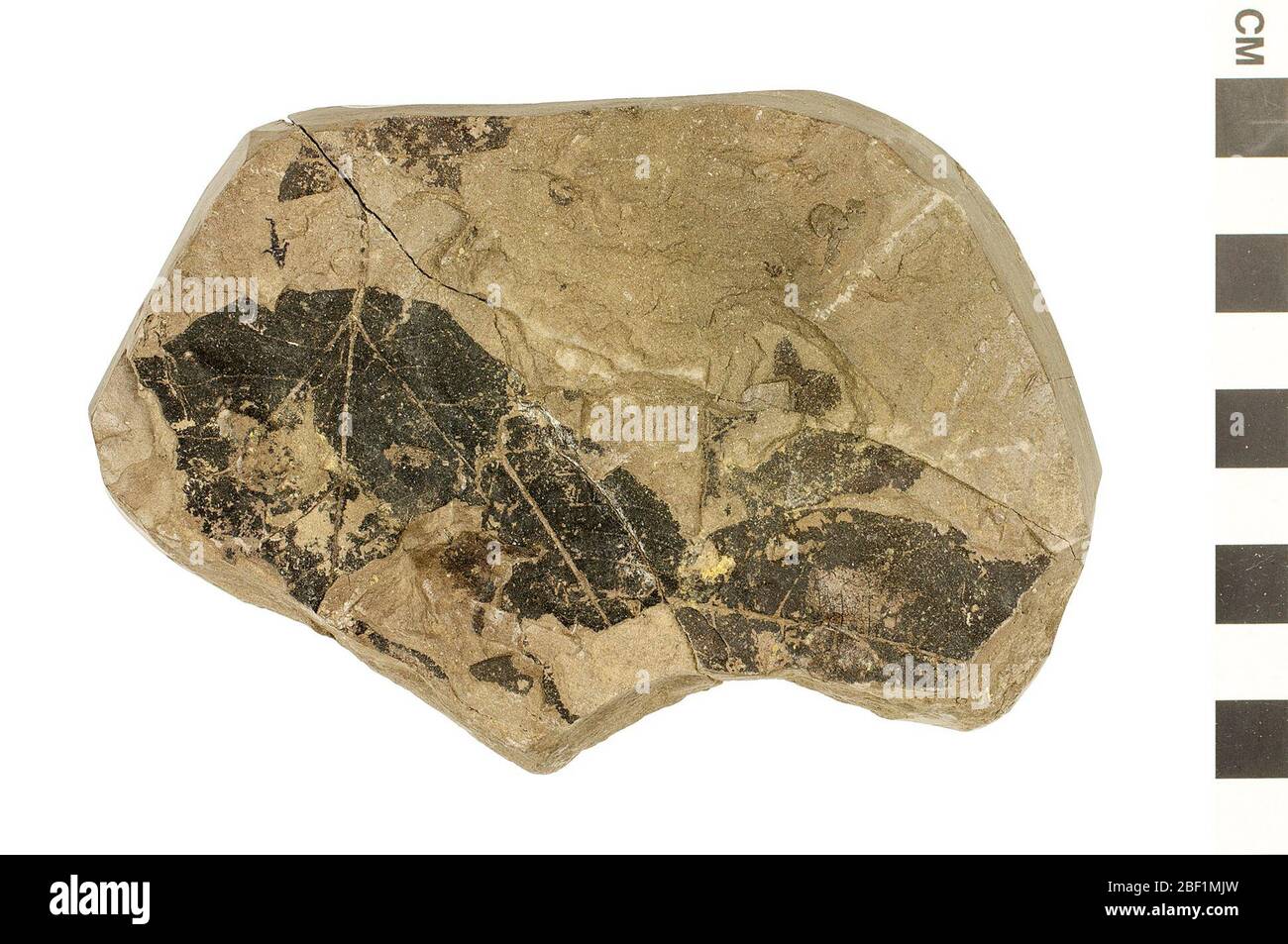 Platane. Dieses Objekt ist Teil der Sammlung Bildung und Öffentlichkeitsarbeit, von denen einige im Q?rius Science Education Center sind und zu sehen sind.Cenozoic - Paläogene - Oligozene114 Jan 2020 Stockfoto