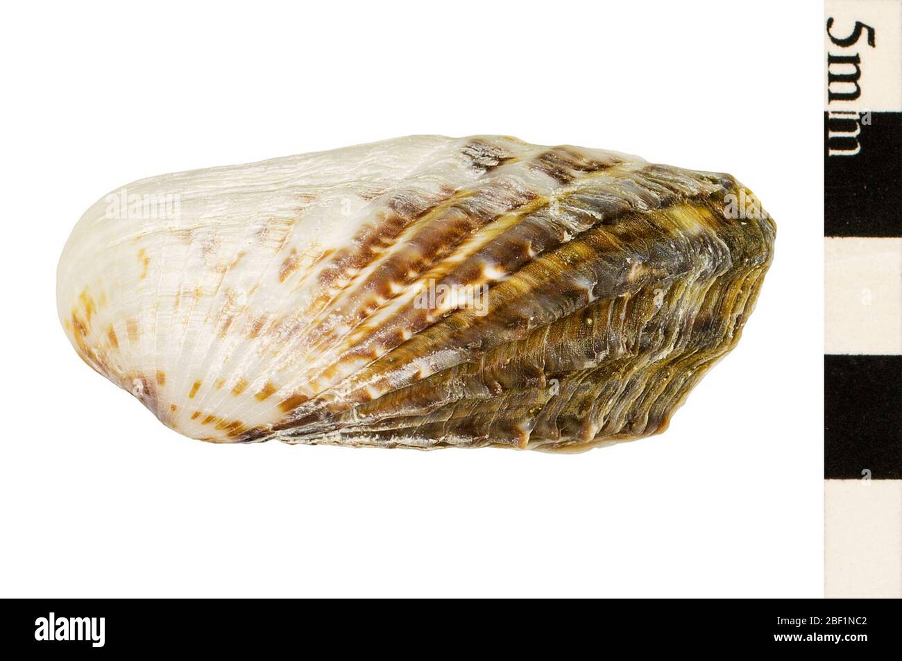 Cardita Shell Cardita Shell. Dieses Objekt ist Teil der Sammlung Bildung und Öffentlichkeitsarbeit, von denen einige im Wissenschaftsbildungszentrum Q?rius zu sehen sind.Cenozoikum - Quartär - Pleistozän 214 Jan 2020 Stockfoto