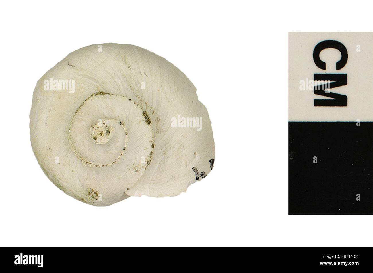 Schnecke. Dieses Objekt ist Teil der Sammlung Bildung und Öffentlichkeitsarbeit, von denen einige im Q?rius Science Education Center sind und zu sehen sind.Cenozoic - Quartär - Pleistocene214 Jan 2020Caloosahatchee Stockfoto