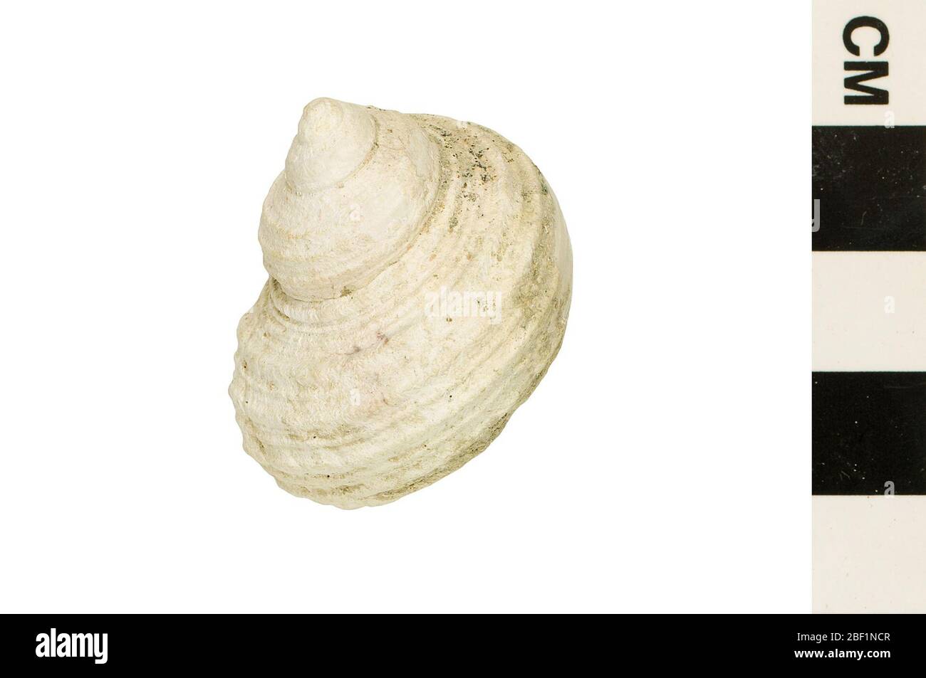 Obere Schnecke. Dieses Objekt ist Teil der Sammlung Bildung und Öffentlichkeitsarbeit, von denen einige im Q?rius Science Education Center sind und zu sehen sind.Cenozoic - Neogene - Pliocene114 Jan 2020Pinecrest Stockfoto