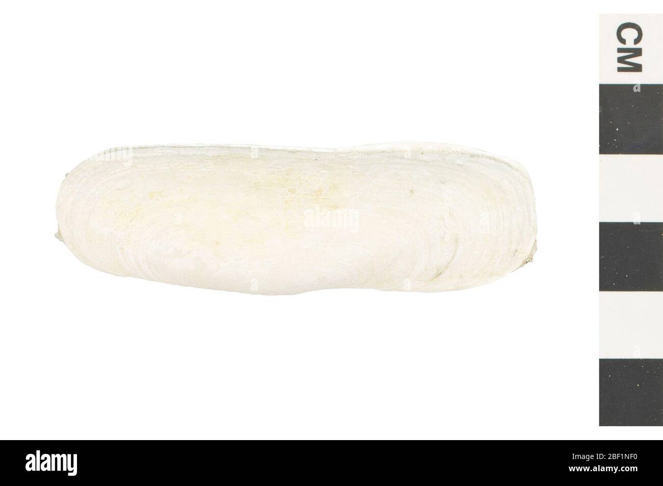 Kalifornischer Tagelus. Dieses Objekt ist Teil der Sammlung Bildung und Öffentlichkeitsarbeit, von denen einige im Wissenschaftsbildungszentrum Q?rius zu sehen sind.Cenozoikum - Quartär - Pleistozäen314 Jan 2020 Stockfoto