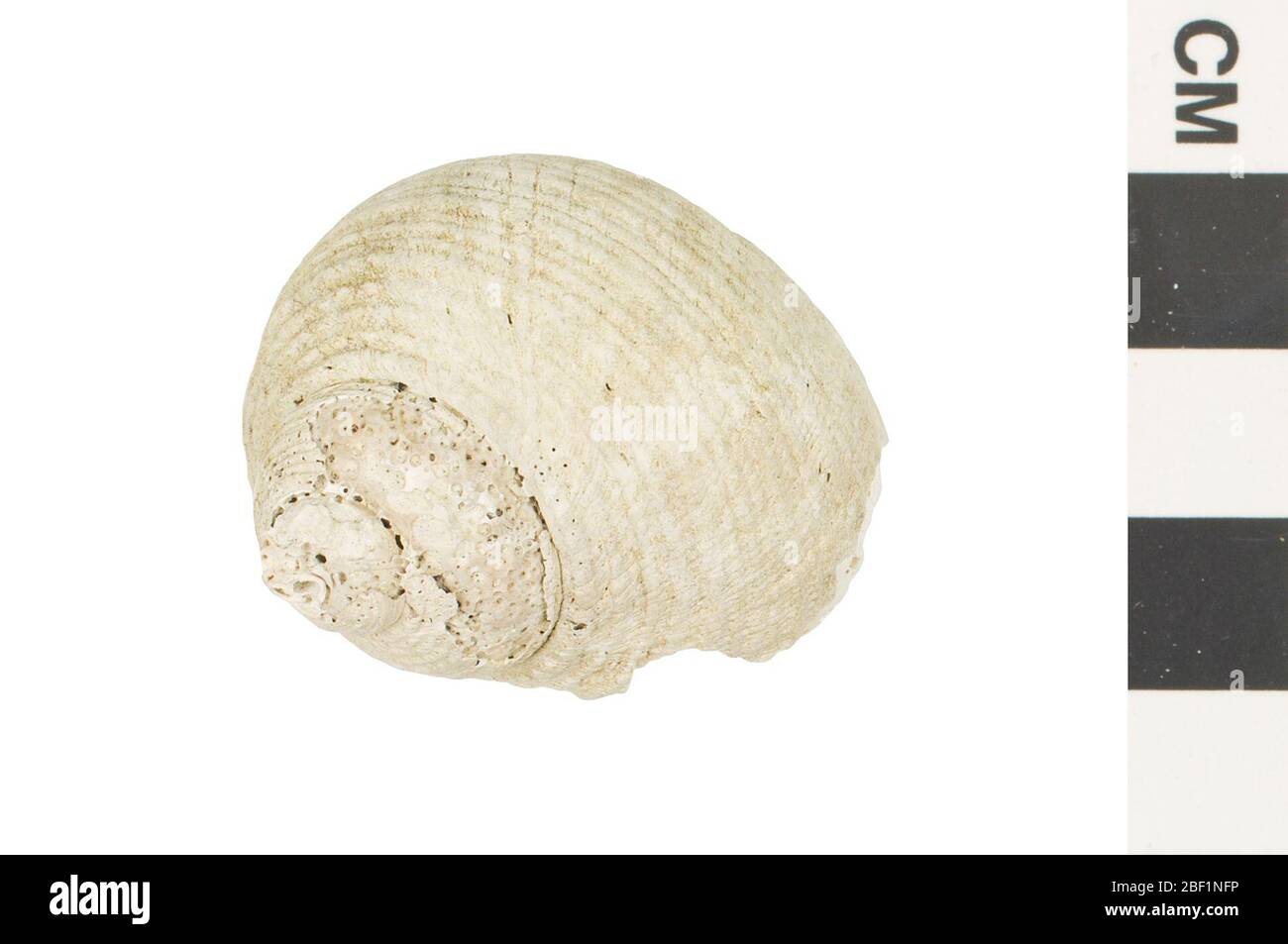 Turban-Shell. Dieses Objekt ist Teil der Sammlung Bildung und Öffentlichkeitsarbeit, von denen einige im Q?rius Science Education Center sind und zu sehen sind.Cenozoic - Neogene - Pliocene114 Jan 2020 Stockfoto