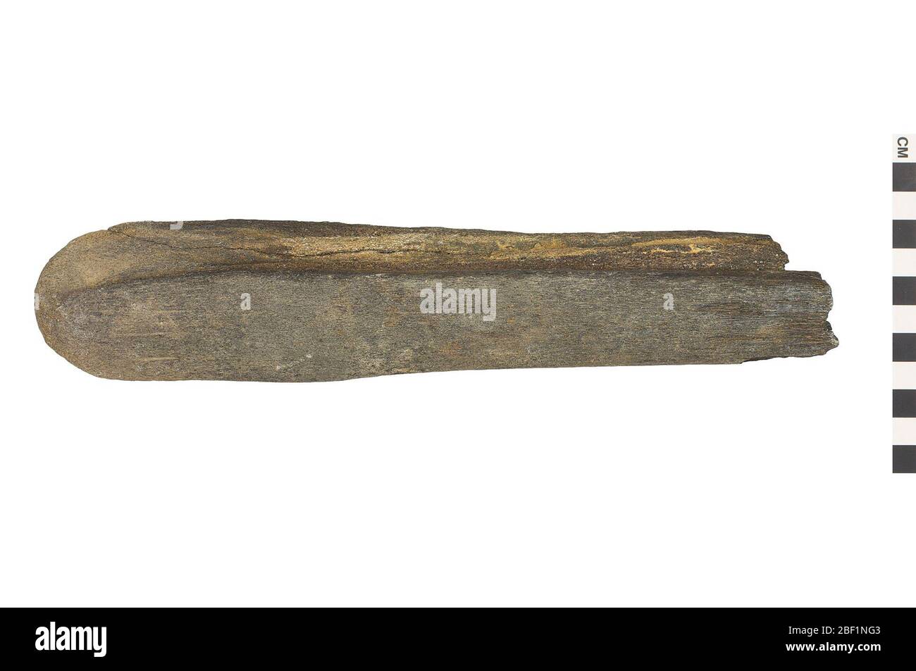 Rorqual Whale. Dieses Objekt ist Teil der Sammlung Bildung und Öffentlichkeitsarbeit, von denen einige im Wissenschaftsbildungszentrum Q?rius zu sehen sind.Cenozoikum - NeogeneTeilkiefer dieser Teilkiefer aus der Mündung eines Rorqual- oder eines Balousenwales ist in zwei Teile zerbrochen. Stockfoto