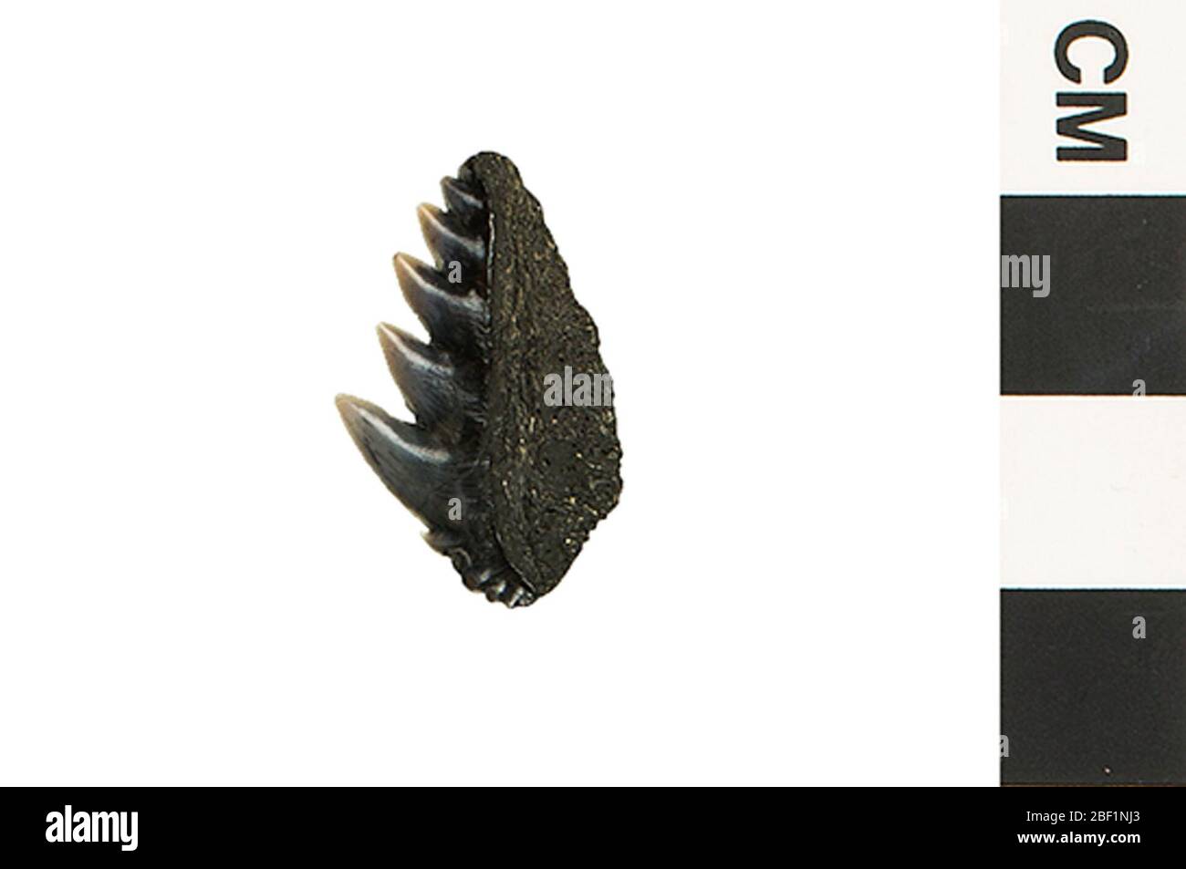 Sevengill Shark. Dieses Objekt ist Teil der Sammlung Bildung und Öffentlichkeitsarbeit, von denen einige im Q?rius Science Education Center sind und zu sehen sind.Cenozoic - Neogene - Miocene214 Jan 2020Calvert Stockfoto