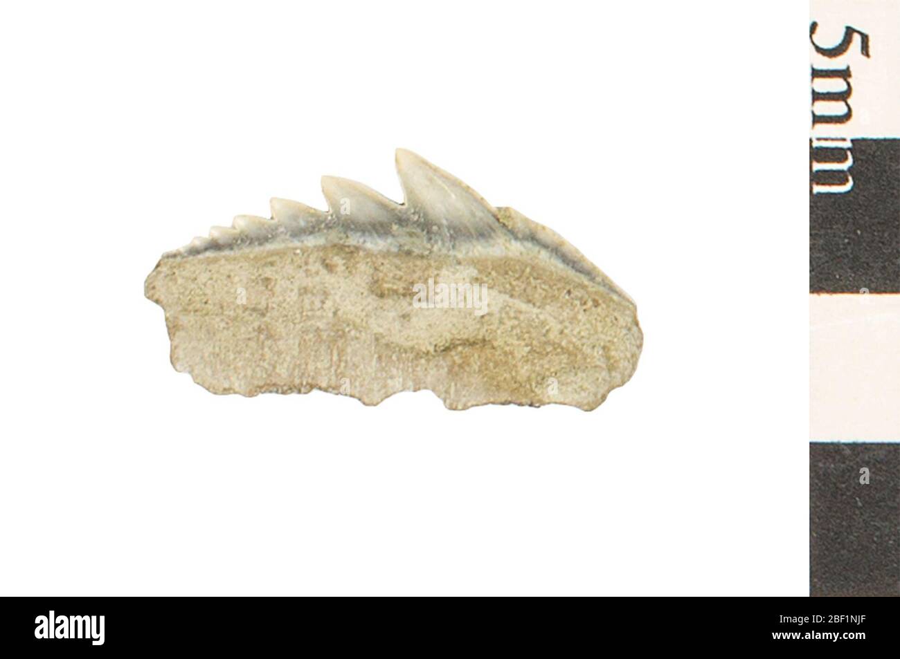 Sechsgill-Hai. Dieses Objekt ist Teil der Sammlung Bildung und Öffentlichkeitsarbeit, von denen einige im Q?rius Science Education Center sind und zu sehen sind.Cenozoic - Neogene - Miocene114 Jan 2020 Stockfoto
