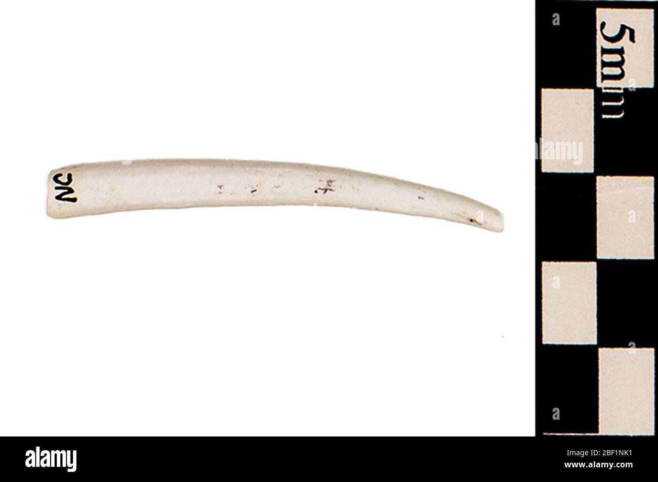 Fossile Tusk Shell. Dieses Objekt ist Teil der Sammlung Bildung und Öffentlichkeitsarbeit, von denen einige im Q?rius Science Education Center sind und zu sehen sind.Cenozoic - Neogene - Miocene314 Jan 2020St. Mary's Stockfoto