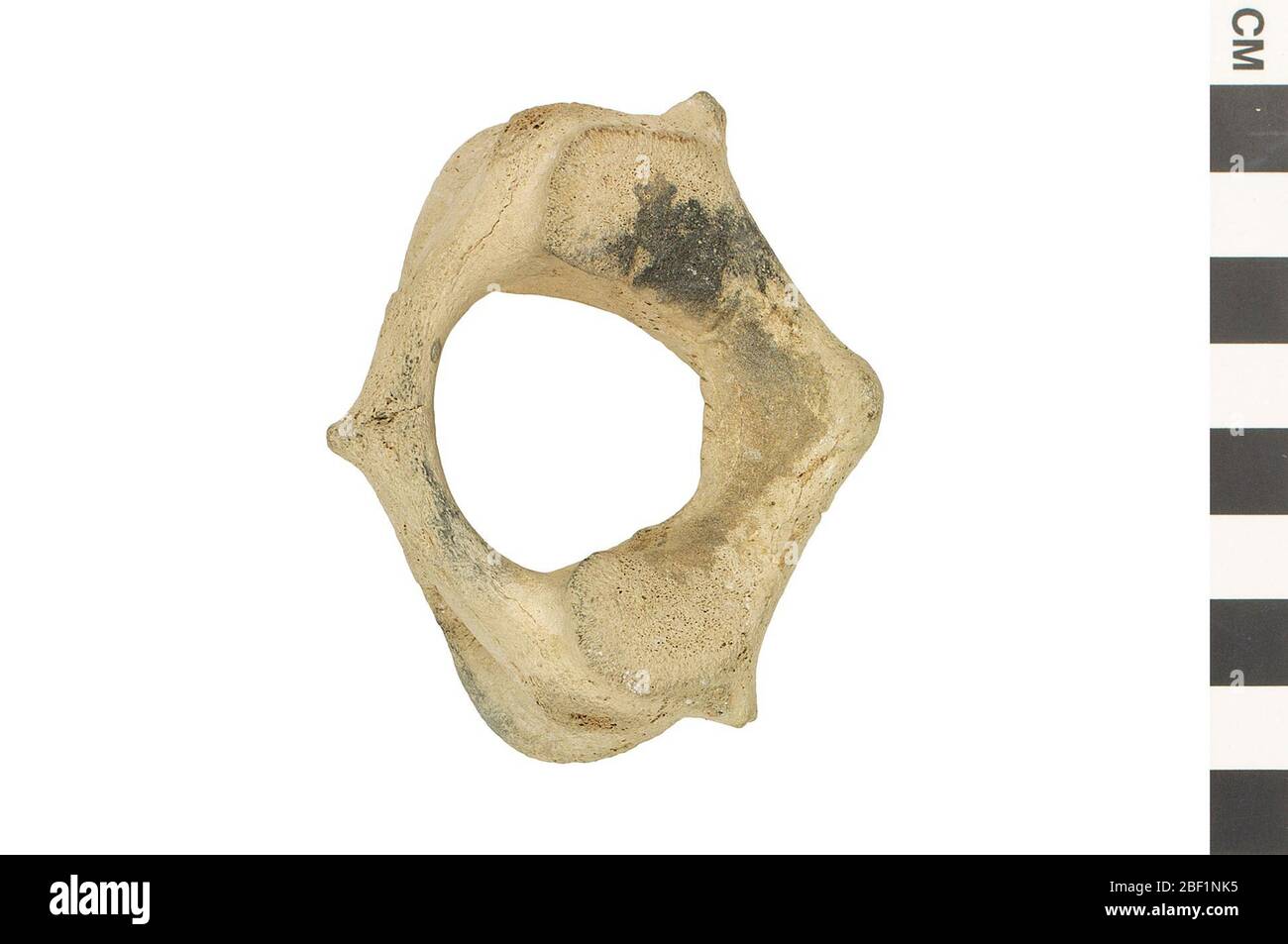 Zahnwal. Dieses Objekt ist Teil der Sammlung Bildung und Outreach, von denen einige im Q?rius Science Education Center sind und zu sehen sind.Cenozoikum - Neogene - MiozeneDieser versteinerte Halswirbel stammt aus dem Rücken eines aquatischen Schweinswal-ähnlichen Zahnwals. Stockfoto