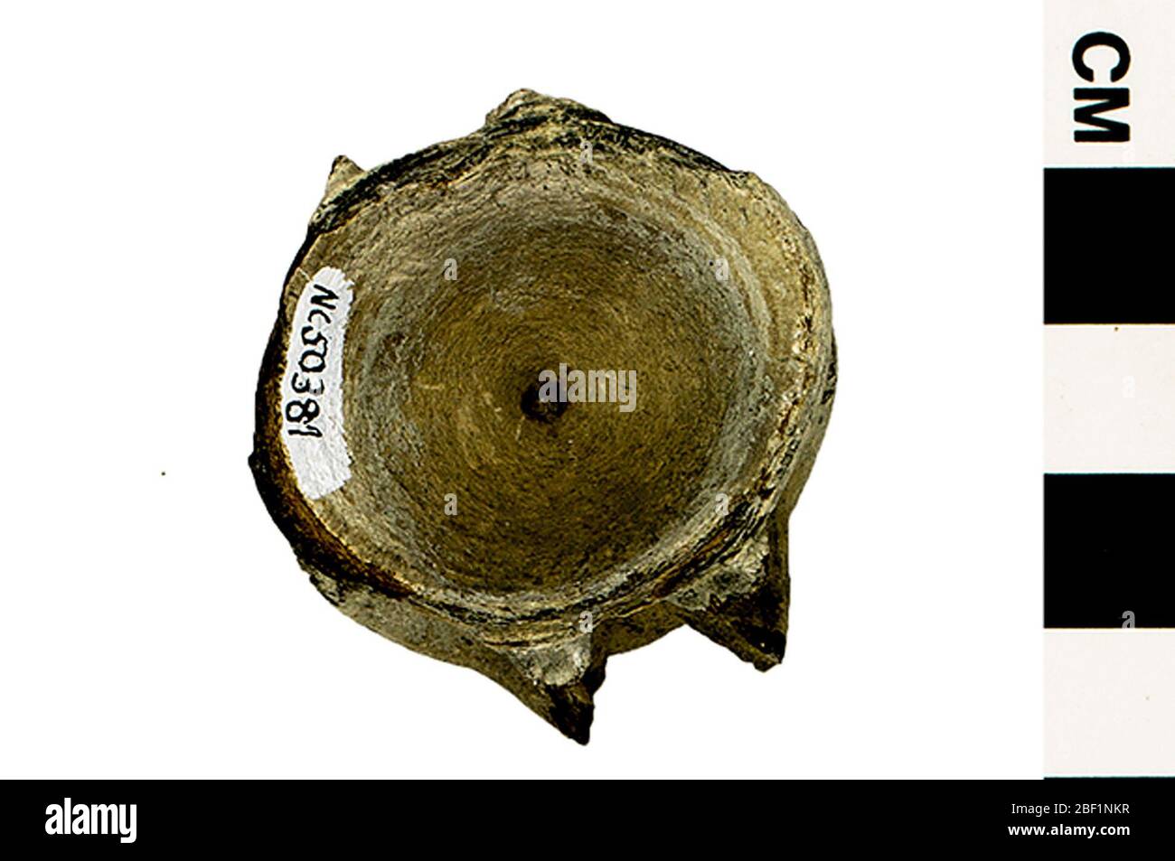 Thunfisch. Dieses Objekt ist Teil der Sammlung Bildung und Öffentlichkeitsarbeit, von denen einige im Q?rius Science Education Center sind und zu sehen sind.Cenozoic - Neogene - Pliocene314 Jan 2020Yorktown Stockfoto