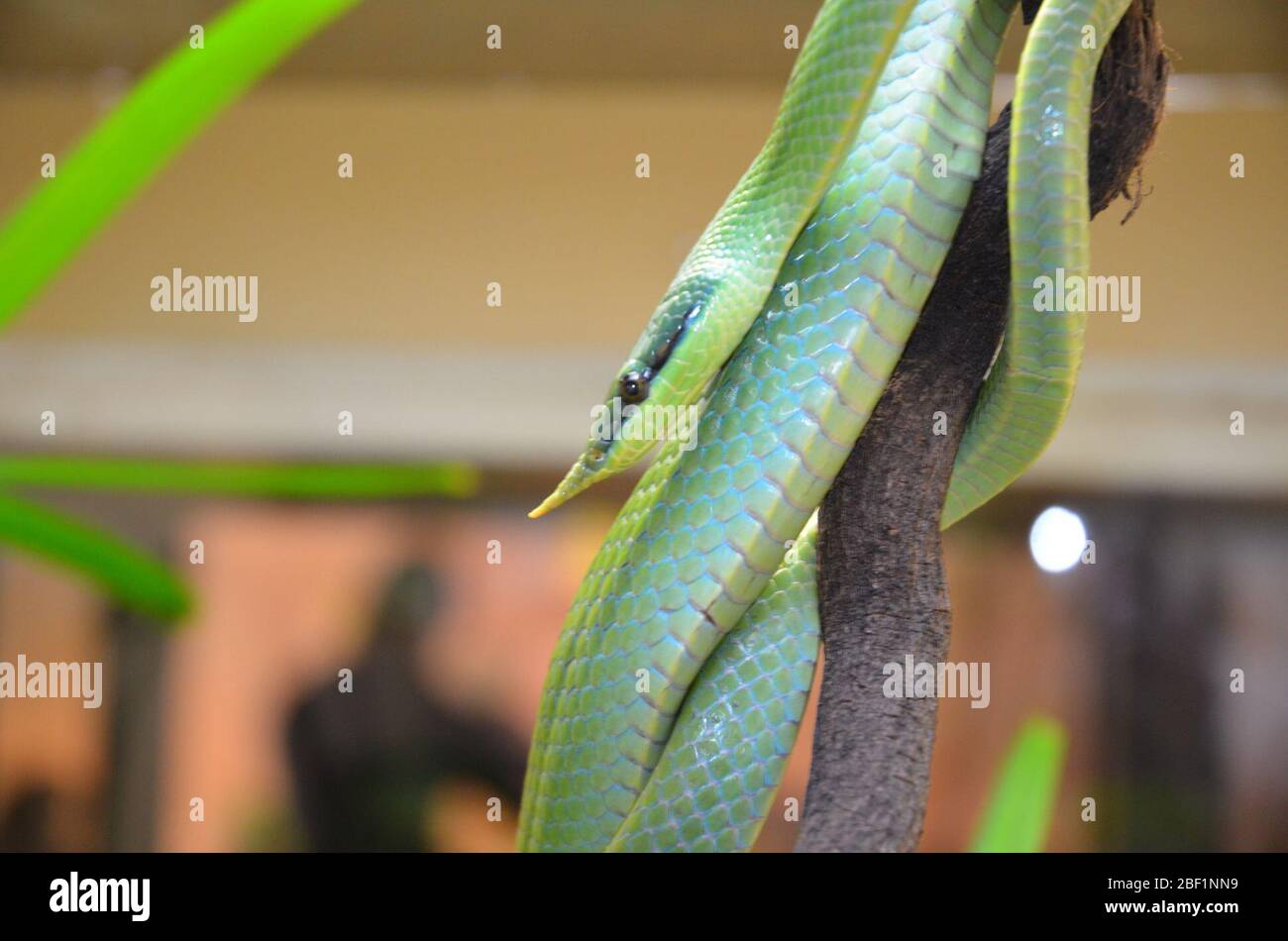 Nashornschlange. Reptil,Arten: Boulengeri,Gattung: Rhyncophis,Familie: Colubridae,Ordnung: Squamata,Klasse: Reptilien,Stamm: Chordata,Königreich: Animalia,Schlange Stockfoto