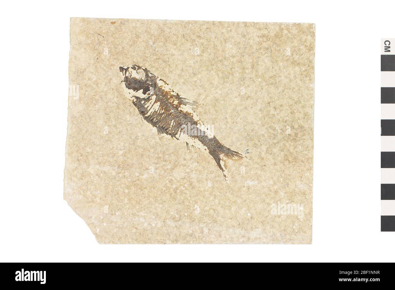 Fossiler Rayfinned Fish. Dieses Objekt ist Teil der Sammlung Bildung und Öffentlichkeitsarbeit, von denen einige im Q?rius Science Education Center sind und zu sehen sind.Cenozoic - Paläogene - Eozene114 Jan 2020Green River Stockfoto