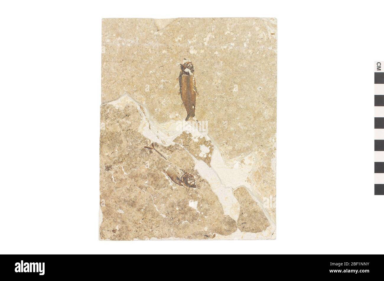 Rayfinned Fish. Dieses Objekt ist Teil der Sammlung Bildung und Öffentlichkeitsarbeit, von denen einige im Q?rius Science Education Center sind und zu sehen sind.Cenozoic - Paläogene - Eozene114 Jan 2020Green River Stockfoto