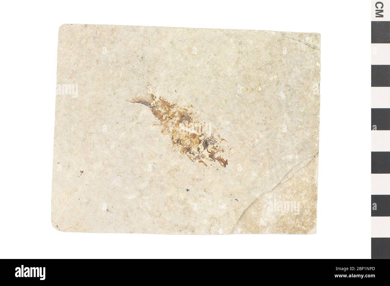 Hering. Dieses Objekt ist Teil der Sammlung Bildung und Öffentlichkeitsarbeit, von denen einige im Q?rius Science Education Center sind und zu sehen sind.Cenozoic - Paläogene - Eozene114 Jan 2020Green River Stockfoto