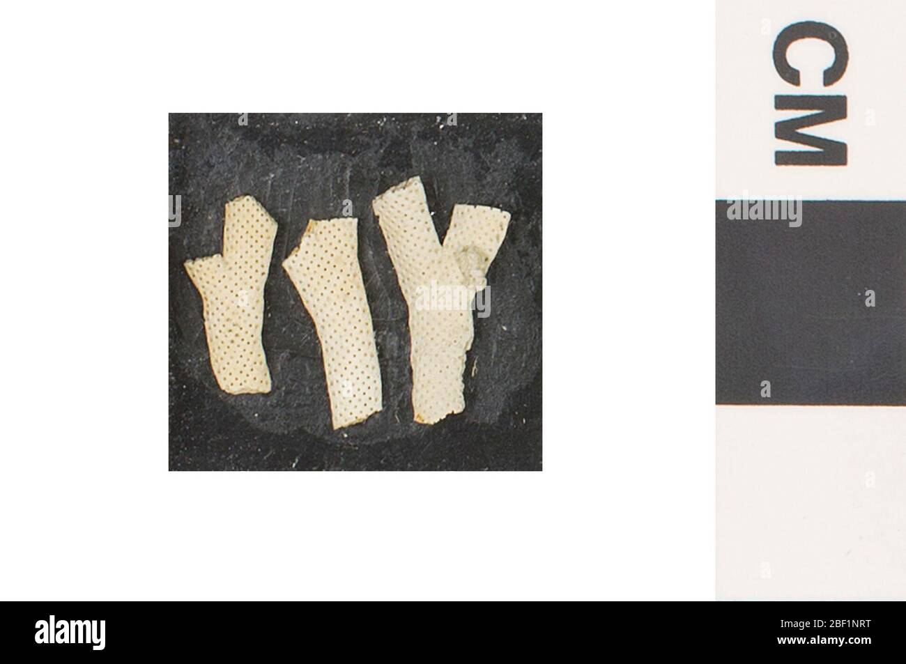 Bryozoa. Dieses Objekt ist Teil der Sammlung Bildung und Öffentlichkeitsarbeit, von denen einige im Q?rius Science Education Center sind und zu sehen sind.Cenozoic - Paläogene - Paläozene314 Jan 2020Vincetown Stockfoto