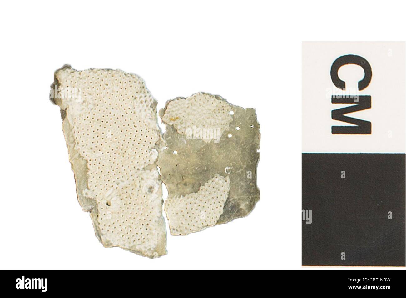 Bryozoa. Dieses Objekt ist Teil der Sammlung Bildung und Öffentlichkeitsarbeit, von denen einige im Q?rius Science Education Center sind und zu sehen sind.Cenozoic - Neogene - Pliocene214 Jan 2020Waccamaw Stockfoto