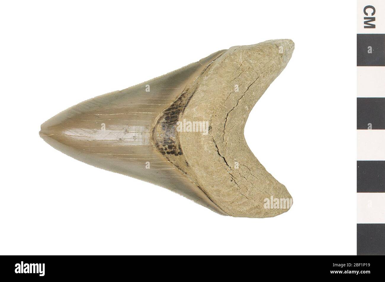 Megalodon. Dieses Objekt ist Teil der Sammlung Bildung und Öffentlichkeitsarbeit, von denen einige im Q?rius Science Education Center sind und zu sehen sind.Cenozoic - Neogene - Pliocene214 Jan 2020Yorktown Stockfoto