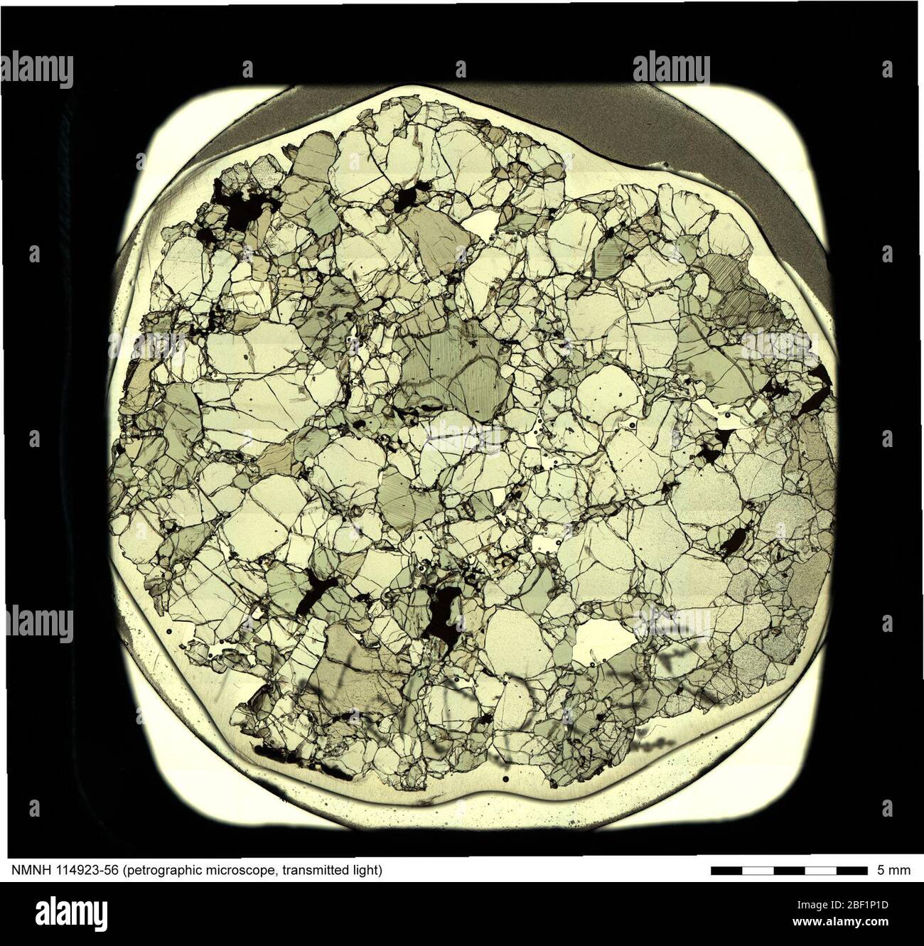 Durchlichtmikrographie von Lherzolit (114923-56) aus der National Rock & Ore Collection. Inklusive Etikett und Skala. Stockfoto