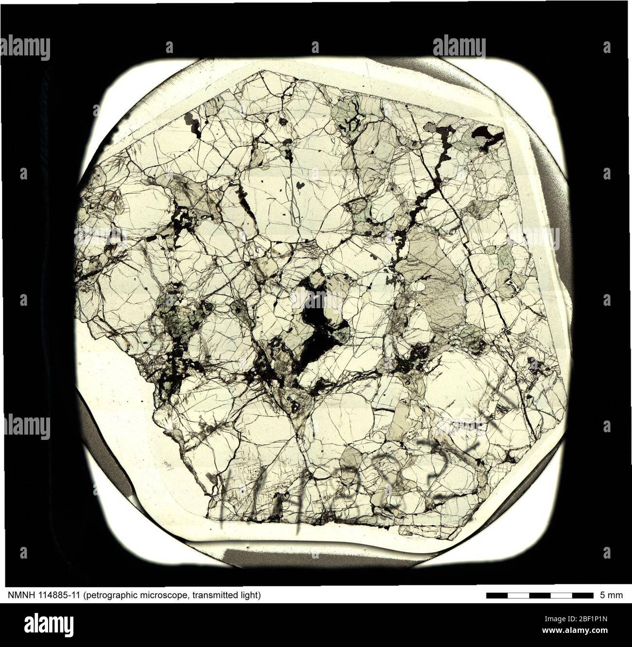 Durchlichtmikrographie von Lherzolit (114885-11) aus der National Rock & Ore Collection. Inklusive Etikett und Skala. Stockfoto