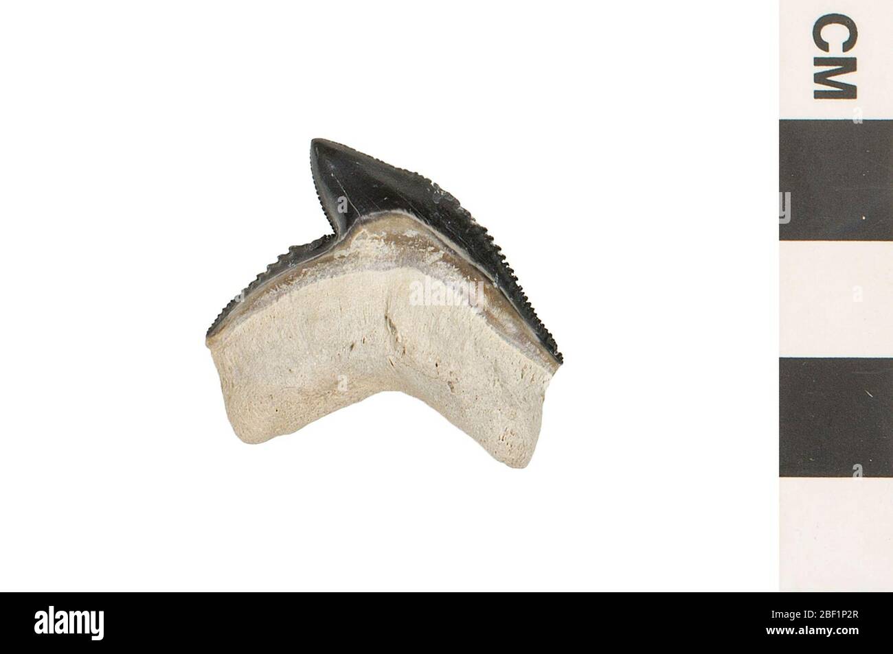 Fossiler Tigerhark. Dieses Objekt ist Teil der Sammlung Bildung und Öffentlichkeitsarbeit, von denen einige im Q?rius Science Education Center sind und zu sehen sind.Cenozoic - Neogene214 Jan 2020Bone Valley Stockfoto