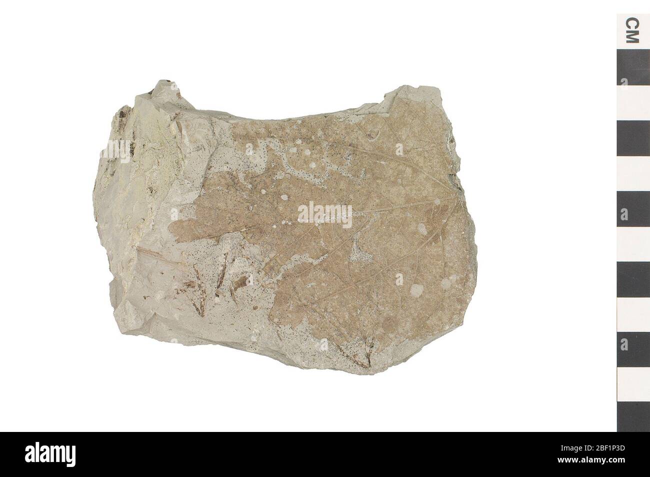 Traube. Dieses Objekt ist Teil der Sammlung Bildung und Öffentlichkeitsarbeit, von denen einige im Q?rius Science Education Center sind und zu sehen sind.Cenozoikum - Paläogene - Paläozene114 Jan 2020Goldenes Tal Stockfoto