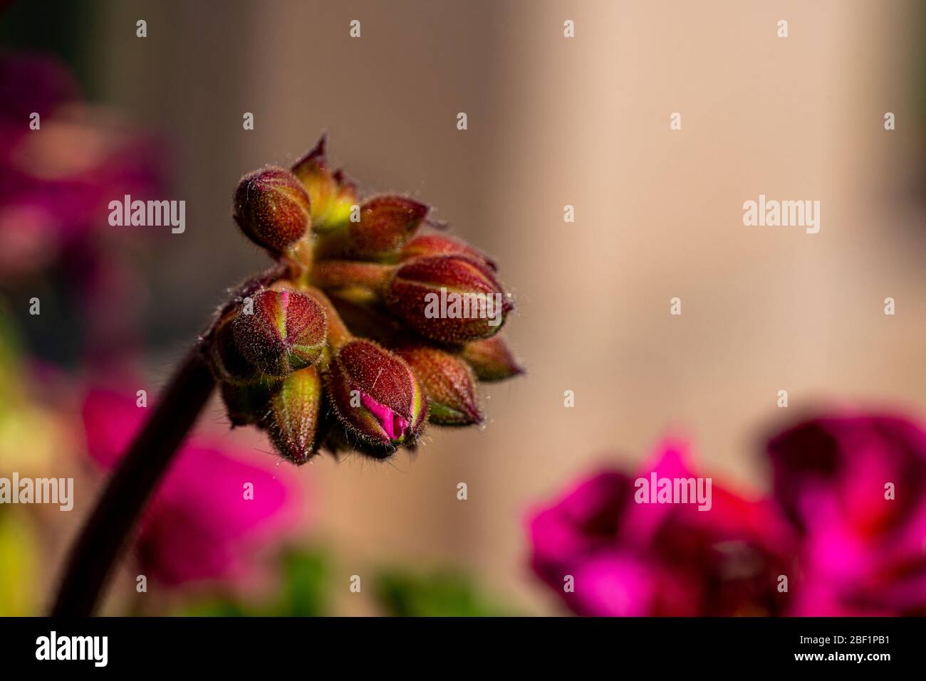 Makrobild einer rosa Geranienknospe, die sich zu öffnen bereit steht Stockfoto