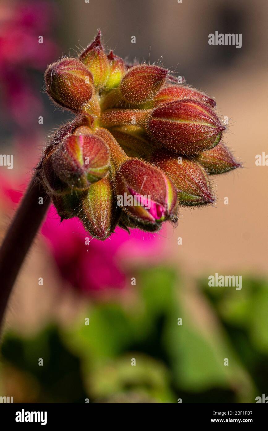 Makrobild einer rosa Geranienknospe, die sich zu öffnen bereit steht Stockfoto