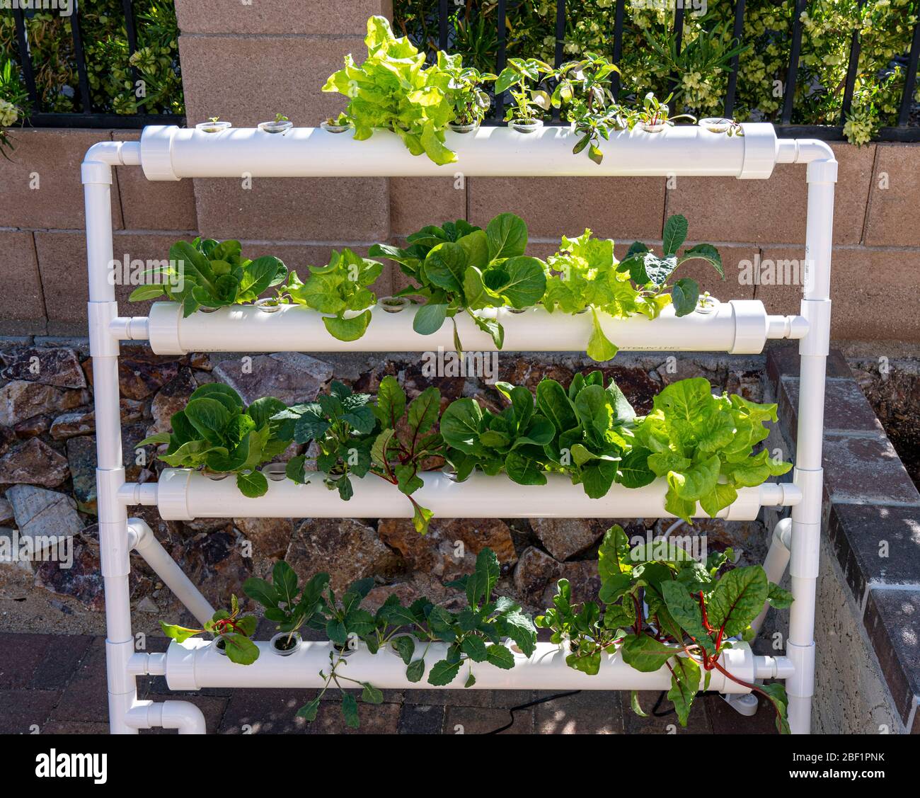 Vertikale hydroponische Gemüseanbau Setup mit Grüns in verschiedenen Stadien des Wachstums Stockfoto